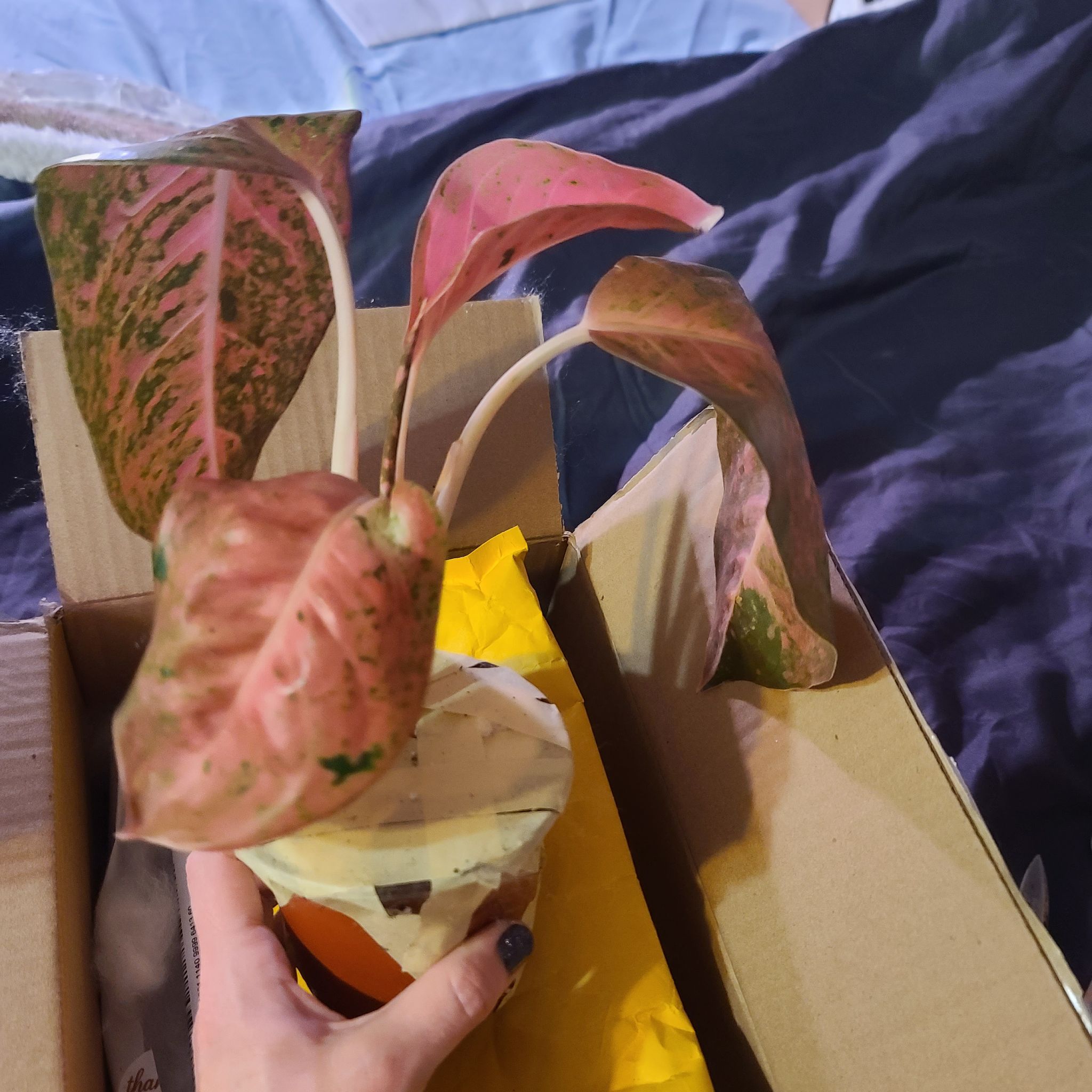 Photo of the plant species Big Roy by @WillinglyKiekie named Aglaonema big roy on Greg, the plant care app
