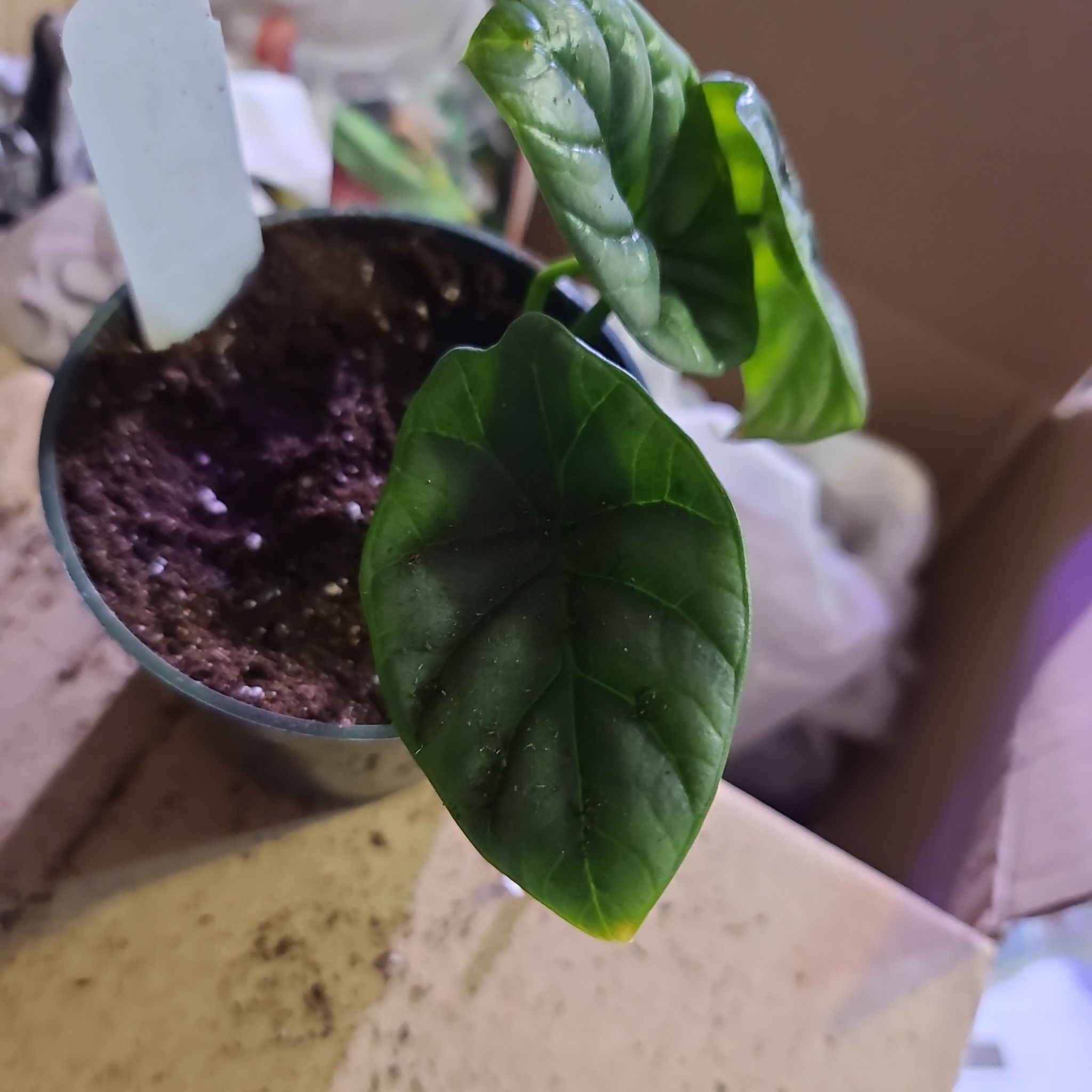 Potted Jewel Alocasia plant with dark green, heart-shaped leaves and visible soil.