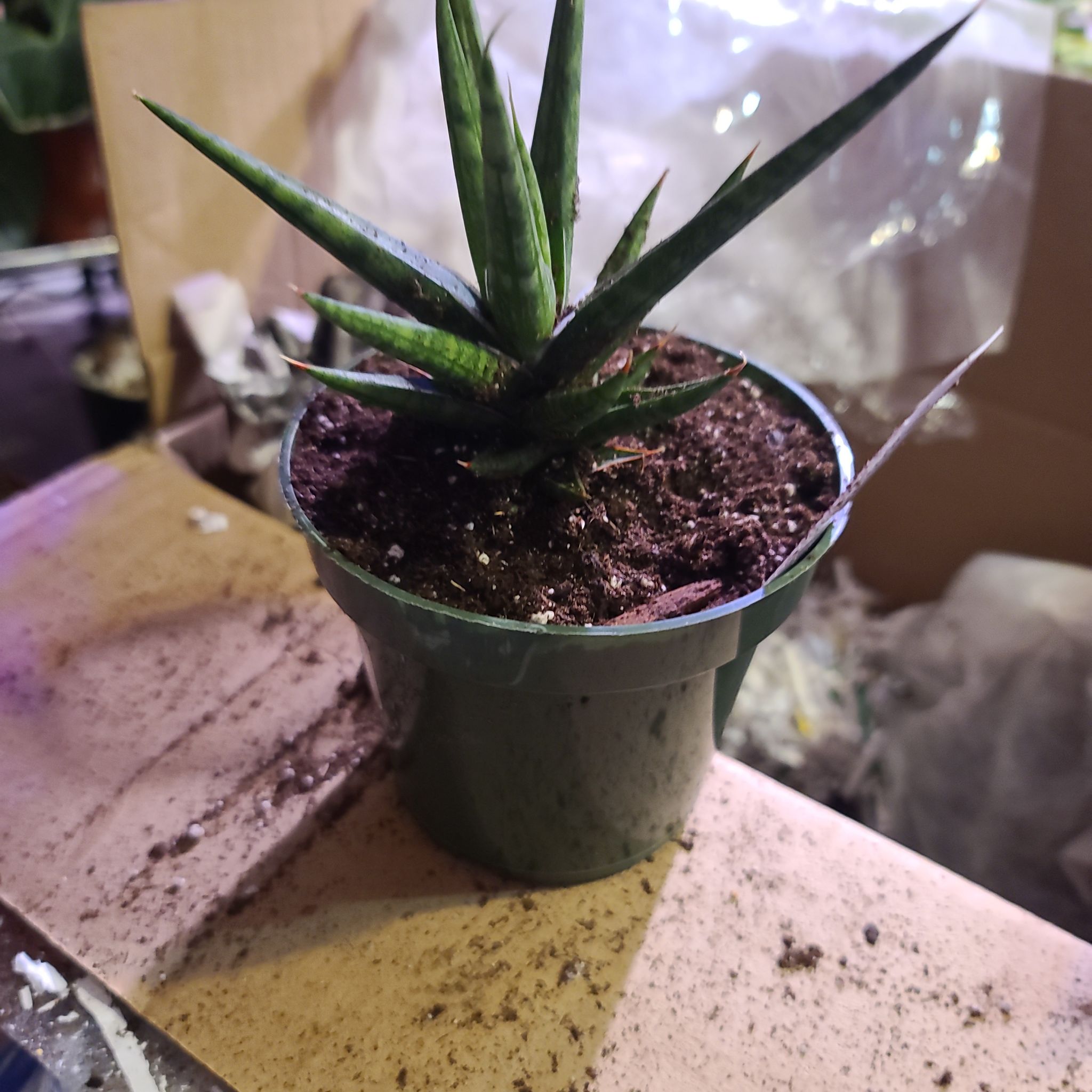 Sansevieria francisii plant in a small pot with visible soil, well-framed and in focus.