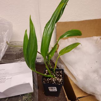 Pothos amplifolia plant in Harlingen, Texas