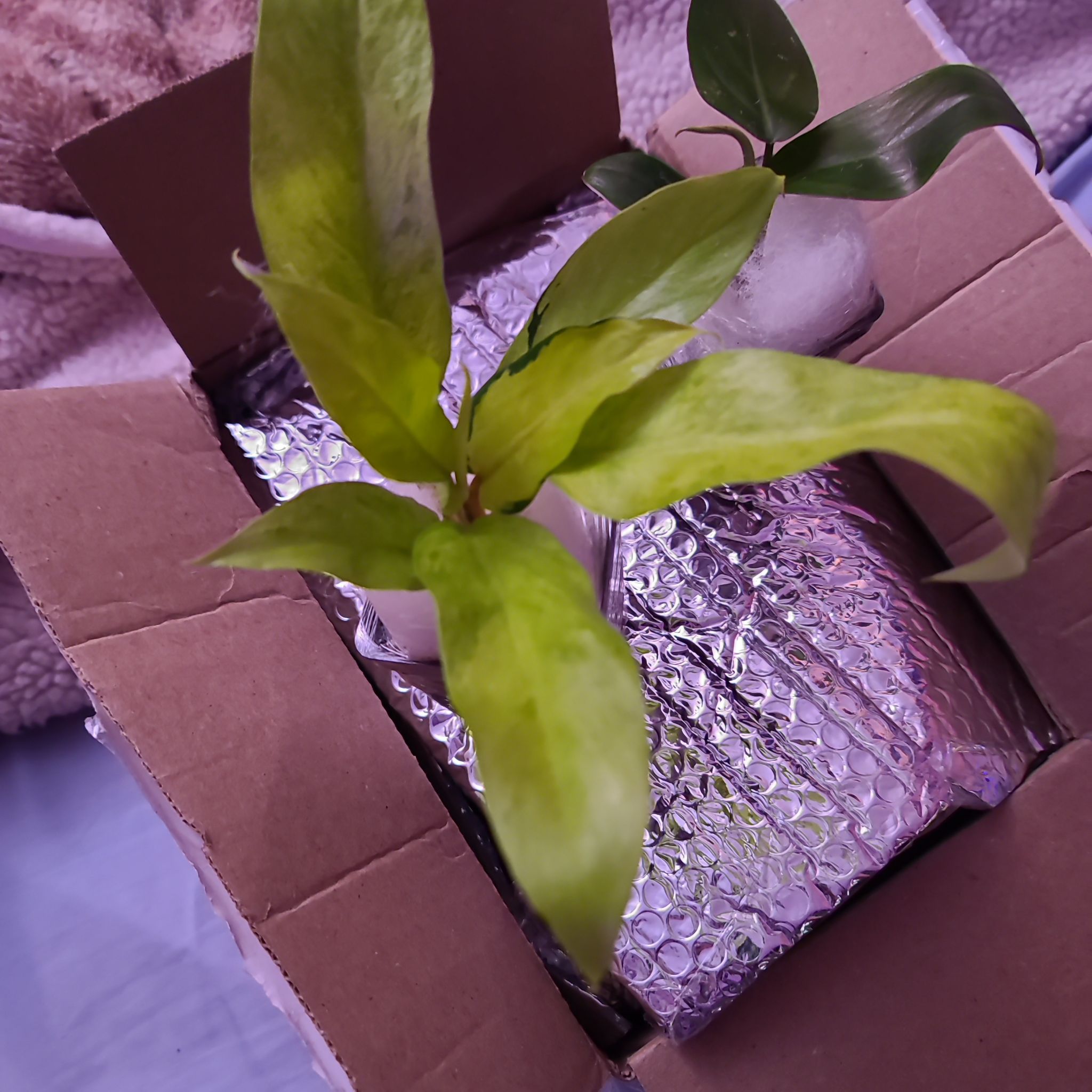 Philodendron 'Thai Sunrise' plant in a cardboard box with some yellowing leaves.