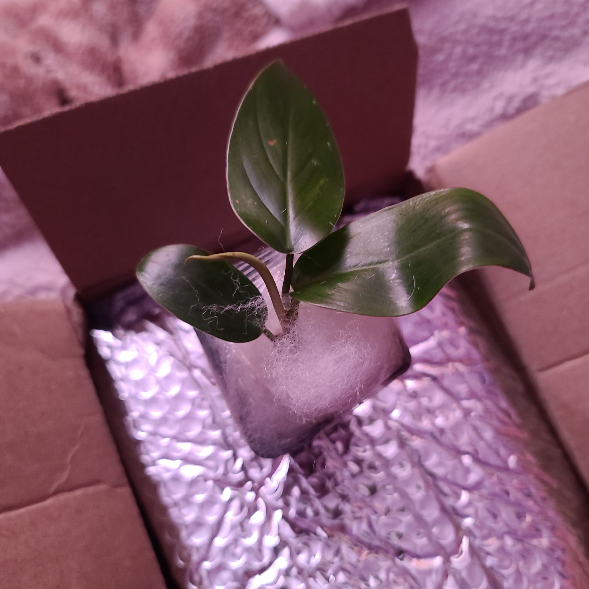 Red Emerald Philodendron plant in a box with protective packaging, showing healthy green leaves.