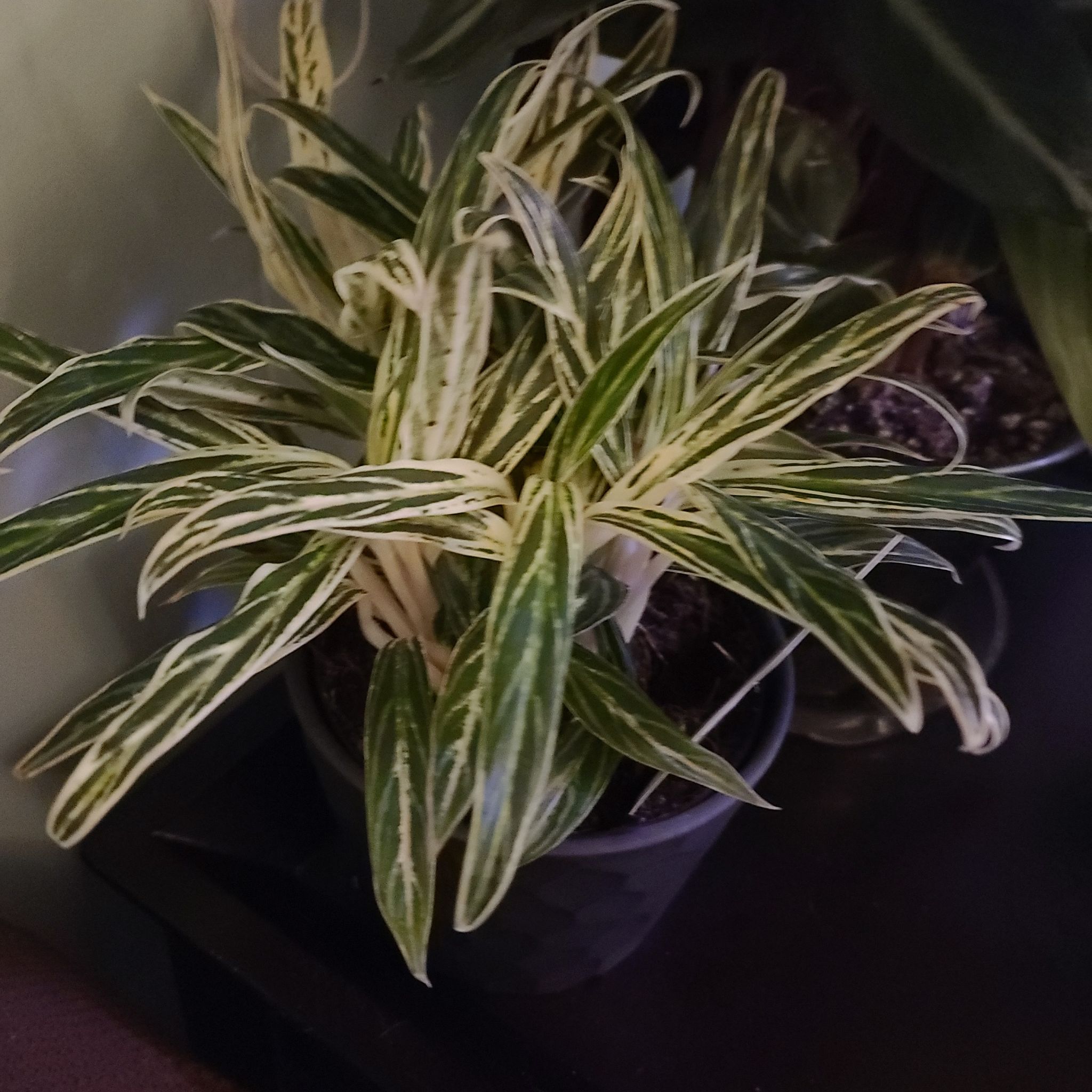 Photo of the plant species Philippines Aglaonema by @WillinglyKiekie named Aglaonema bamboo #2 on Greg, the plant care app