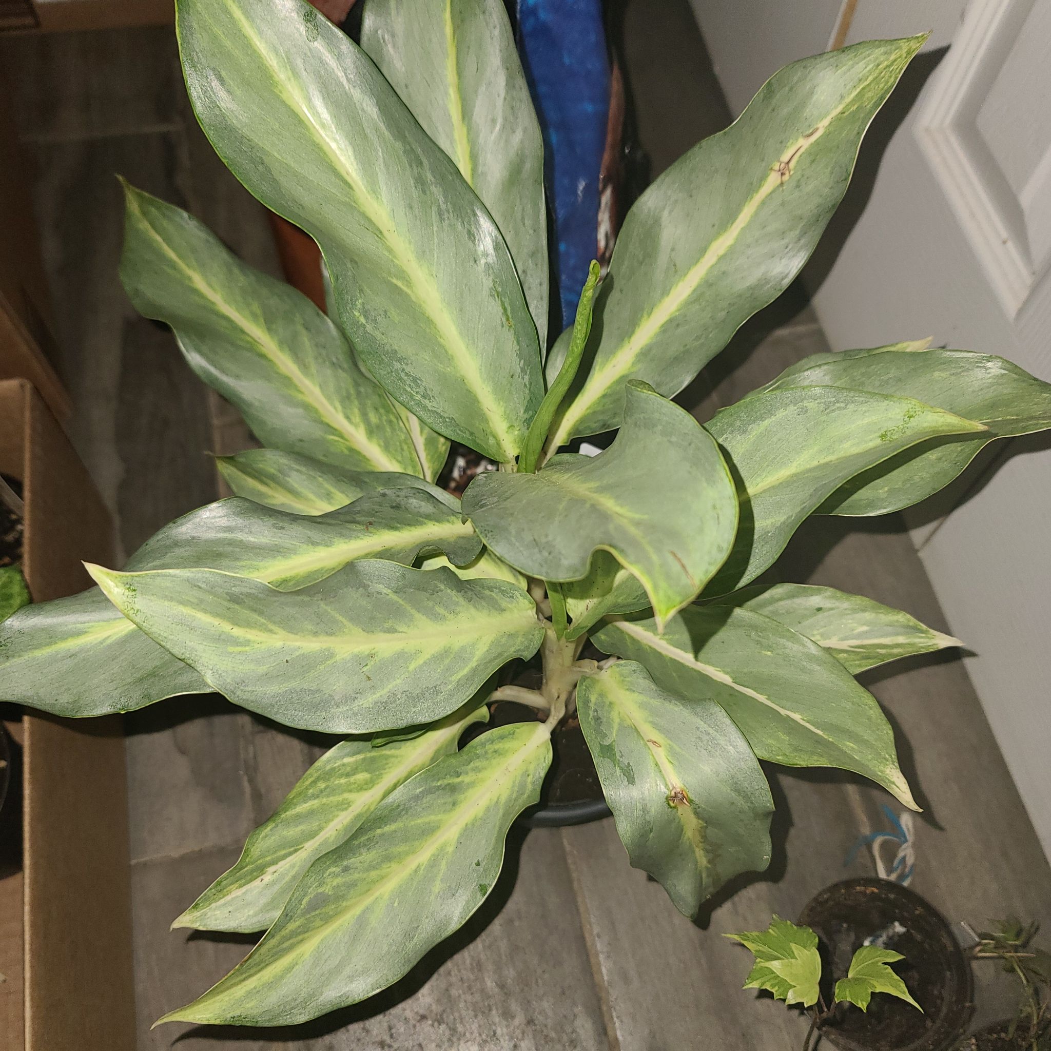 Photo of the plant species Chinese Evergreen 'Ghost' by @WillinglyKiekie named Aglaonema ghost on Greg, the plant care app