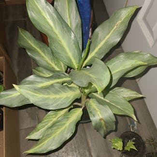 Chinese Evergreen 'Ghost' plant in Harlingen, Texas