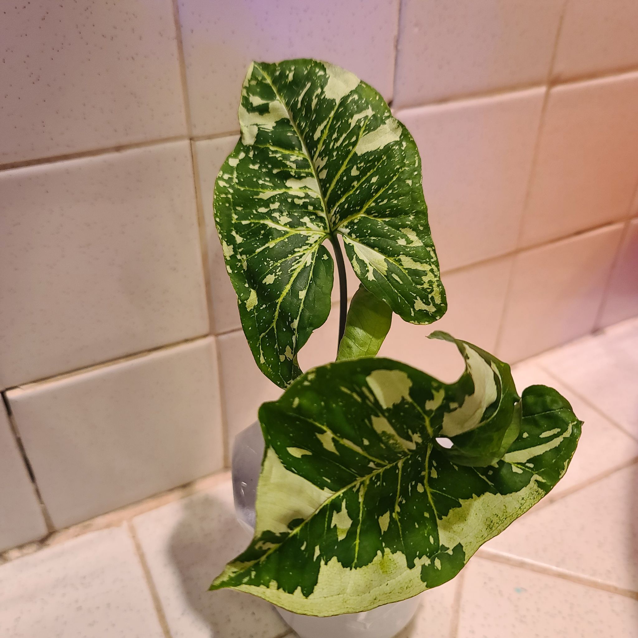 Syngonium Panda plant with variegated green and white leaves in a pot against a tiled background.