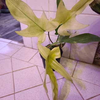 Philodendron 'Florida Ghost' plant in Harlingen, Texas