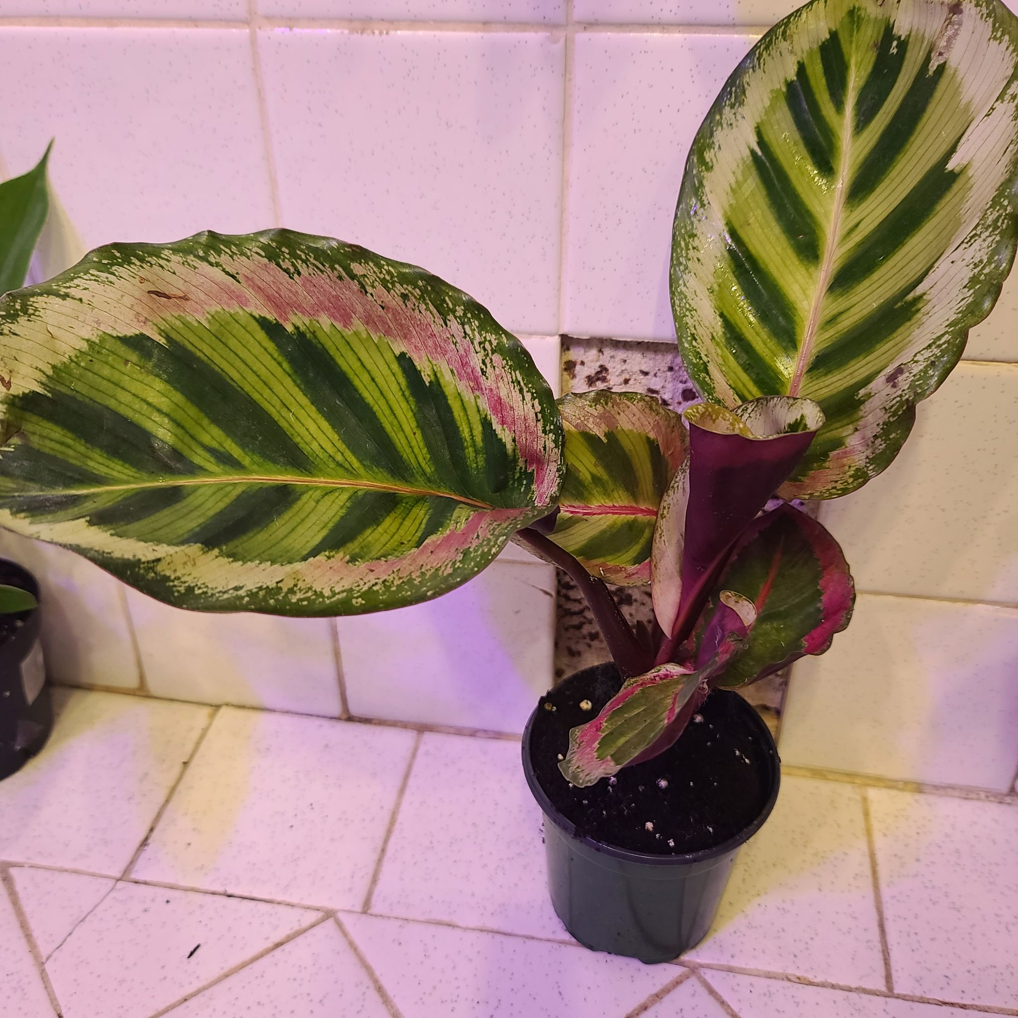 Photo of the plant species Calathea Illustris by @WillinglyKiekie named Calathea angela on Greg, the plant care app