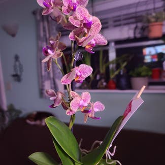 Phalaenopsis Orchid plant in Harlingen, Texas