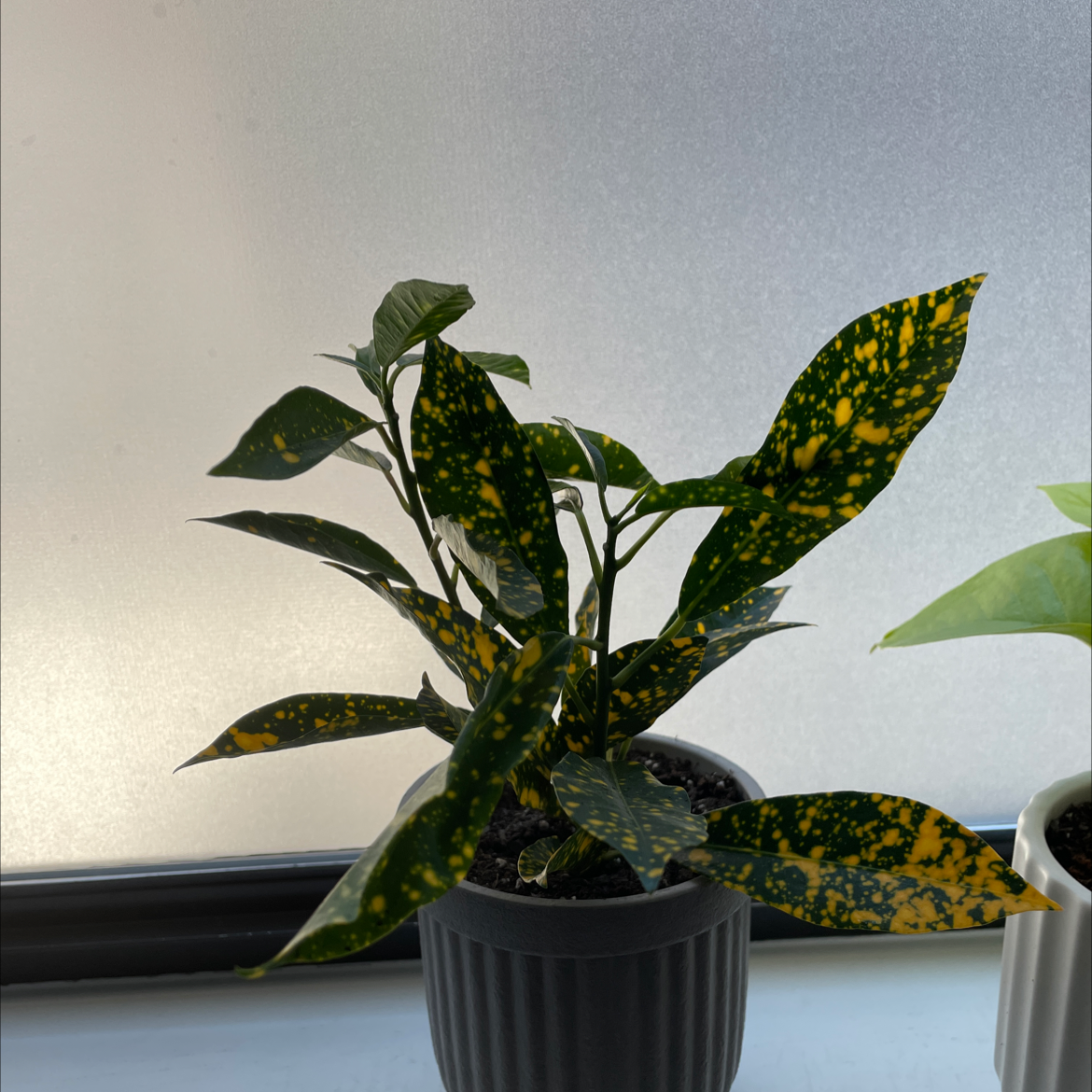 Healthy Aucuba japonica plant with glossy green and yellow spotted leaves in a black plastic pot.