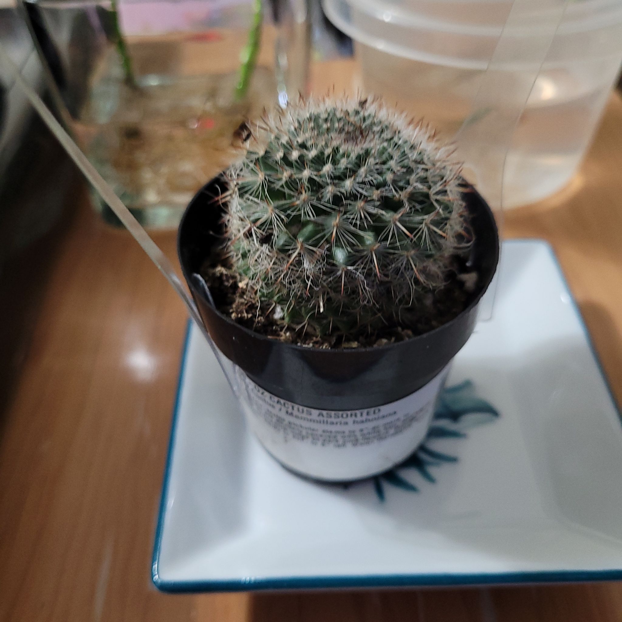 Old Lady Cactus in a black pot on a white dish, appears healthy.
