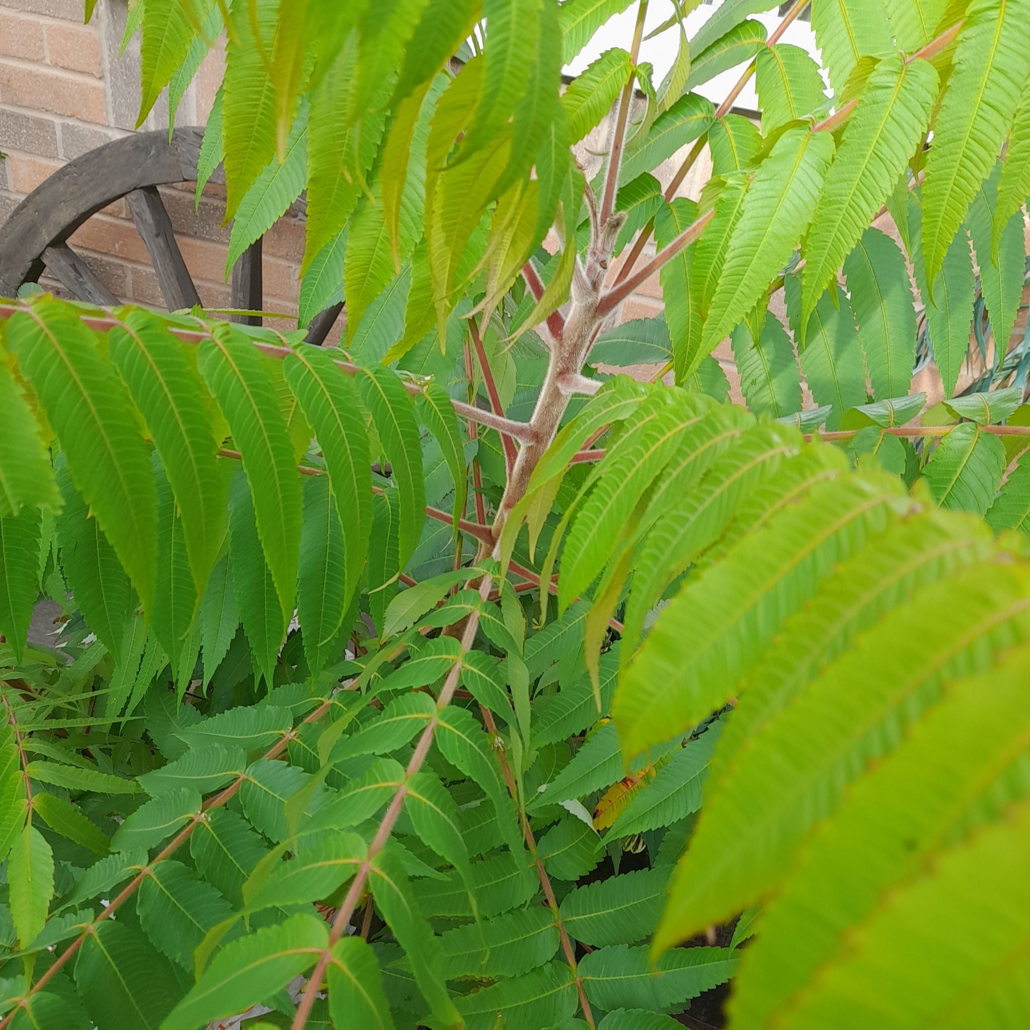 How Do I Propagate My Staghorn Sumac?