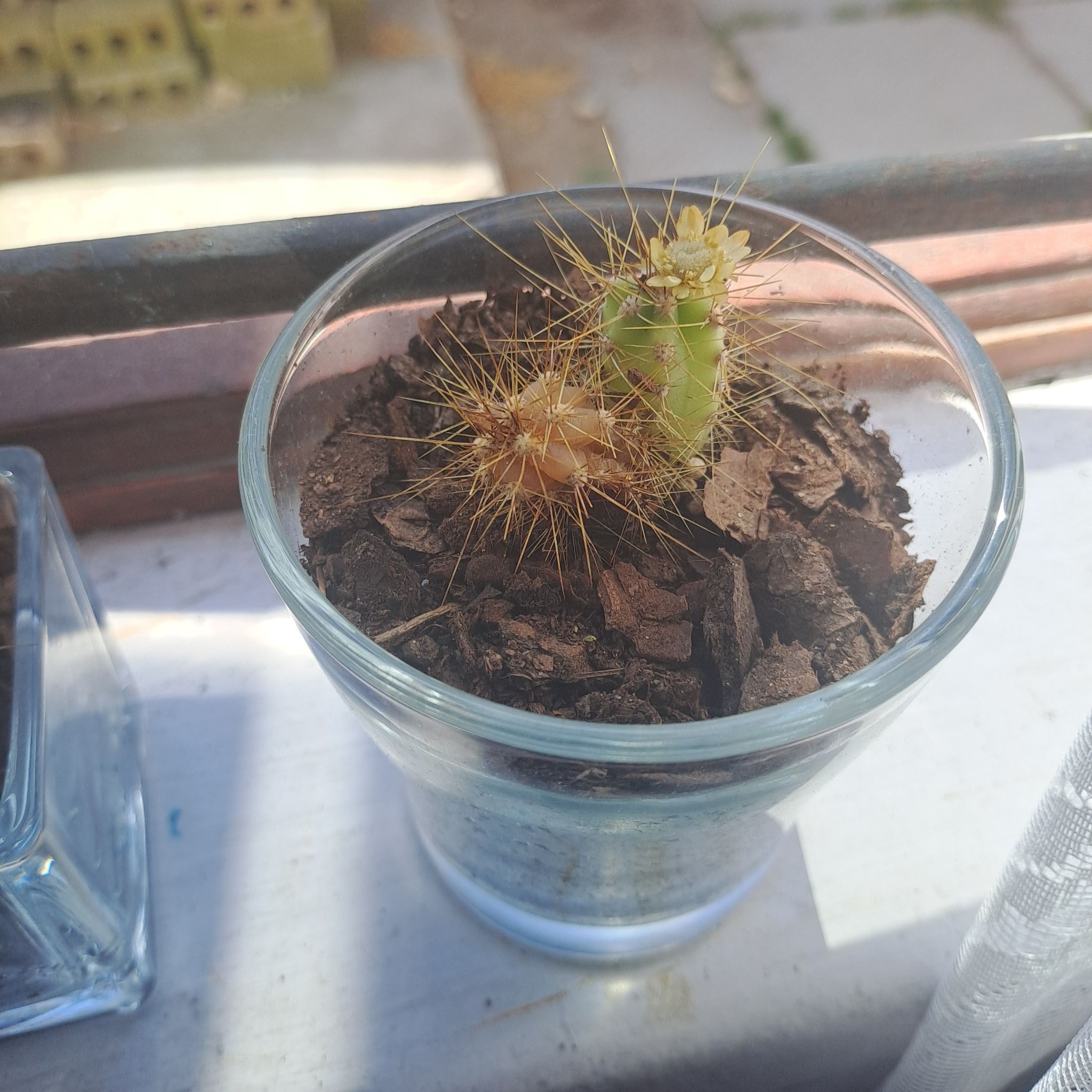 Scarlet Hedgehog Cactus in a glass container with visible soil and a small flower bud.