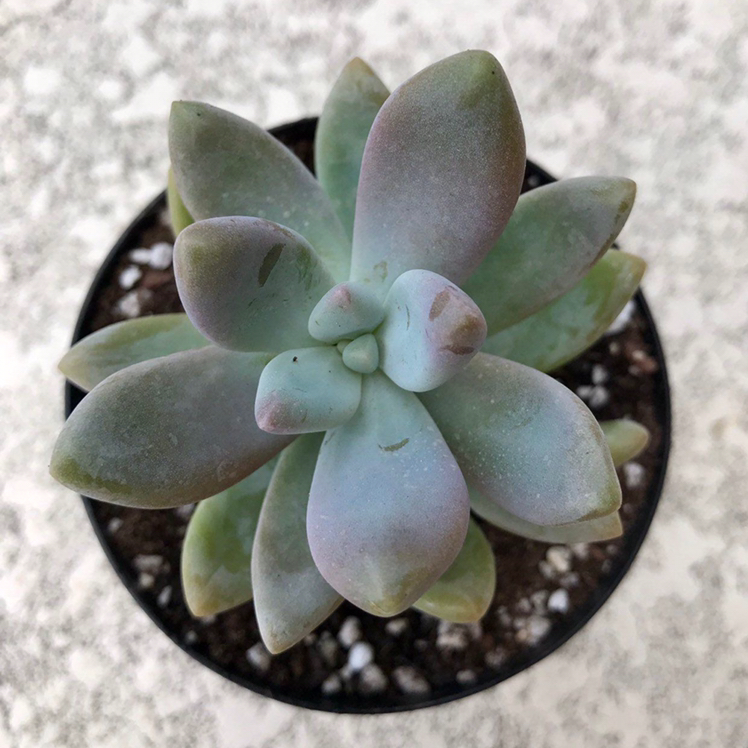 Top view of a Graptopetalum succulent in a small pot with visible soil.