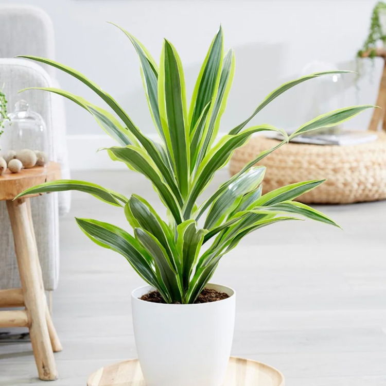 Dracaena 'Warneckii' plant in a white pot with vibrant green leaves.