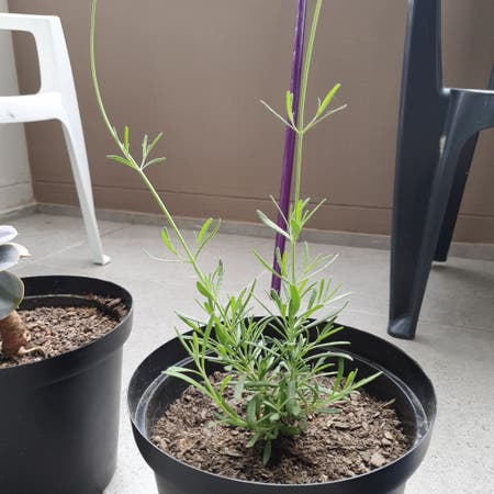 Photo of the plant species Garden lavender by Actualwildyam named Cersei on Greg, the plant care app