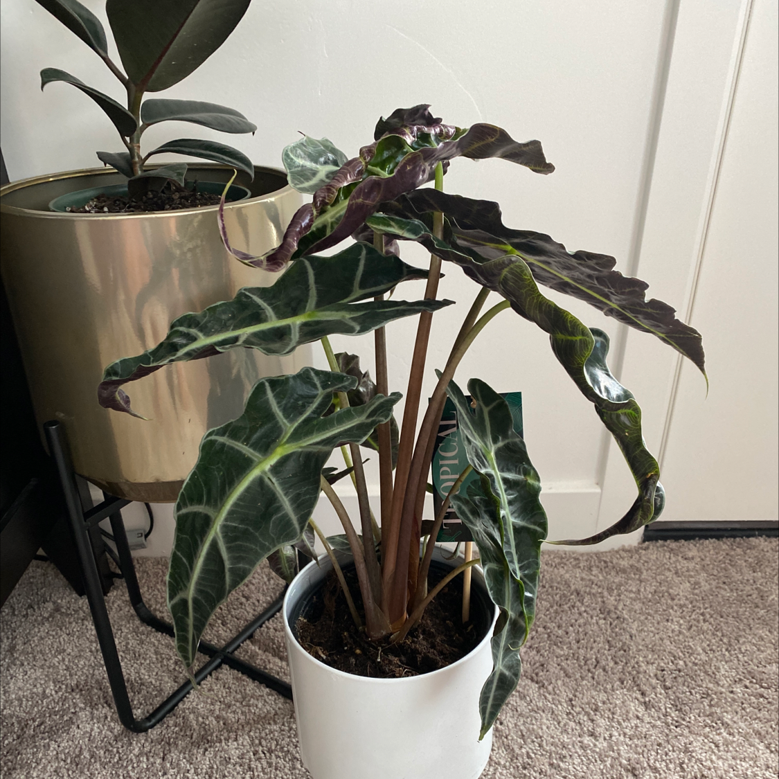 Alocasia Polly Plant in a white pot with dark green leaves and prominent white veins.