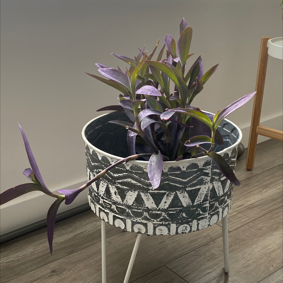Healthy purple heart plant with trailing stems and vibrant purple leaves, growing in a patterned black and white pot on a stand.