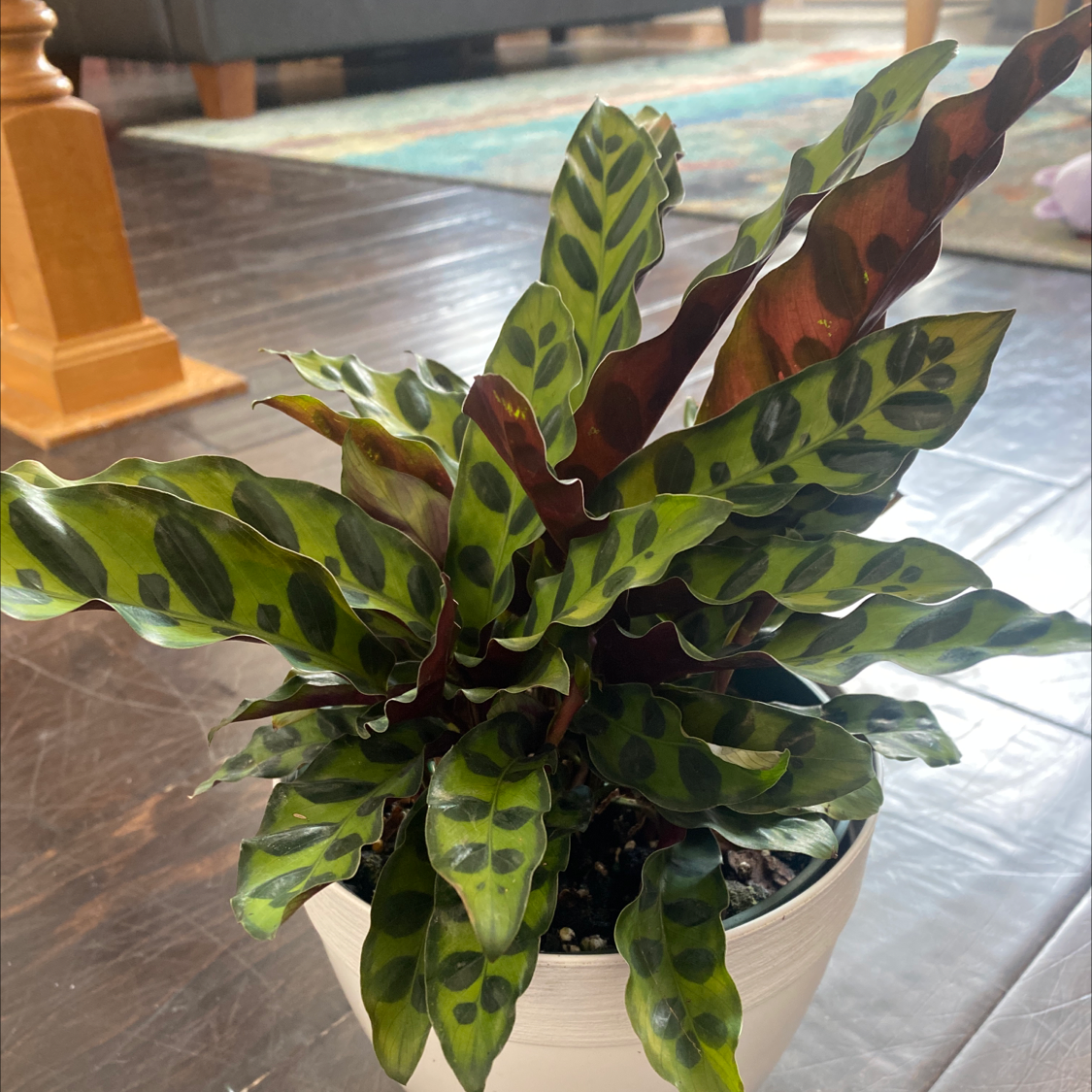 Rattlesnake Plant (Calathea lancifolia) in a white pot with vibrant green leaves and dark spots.