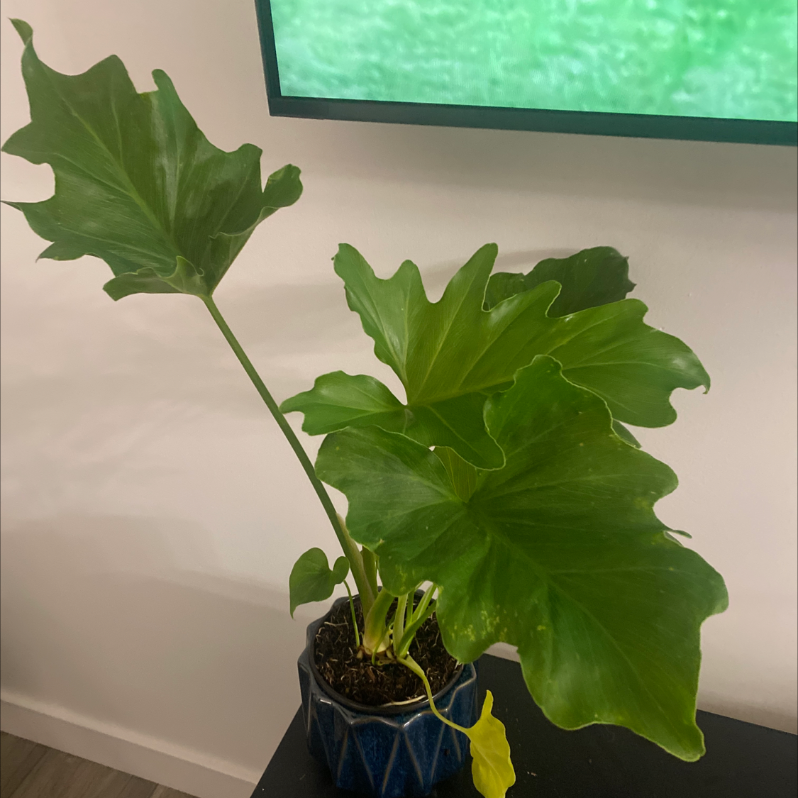 🍂 Why Are My Philodendron Xanadu Leaves Turning Yellow?