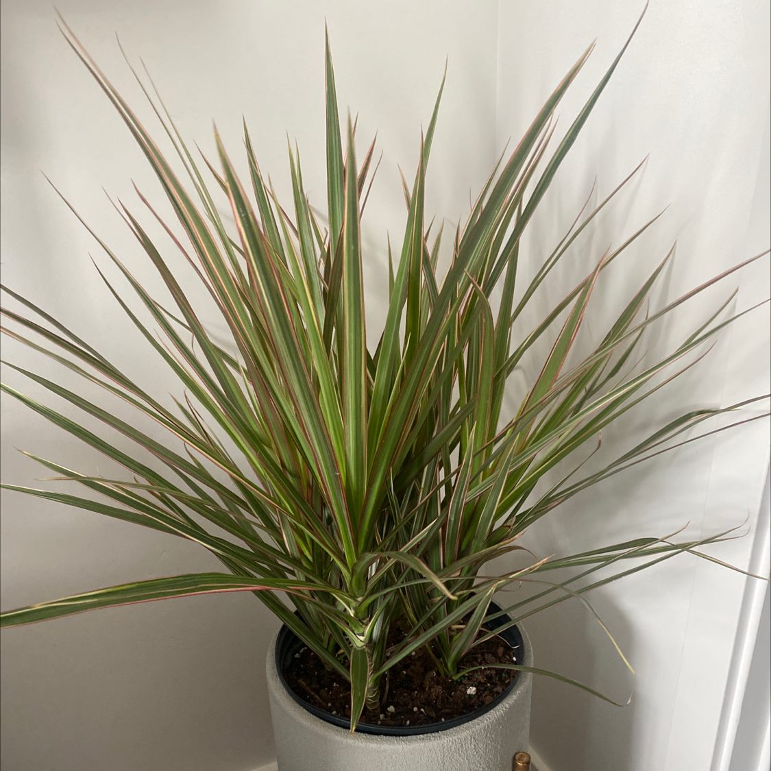Healthy Song of India plant with lush green leaves featuring yellow stripes in a white pot with visible soil.