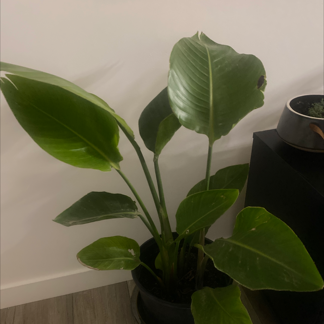 Healthy White Bird of Paradise plant with large, glossy green leaves in an indoor setting.