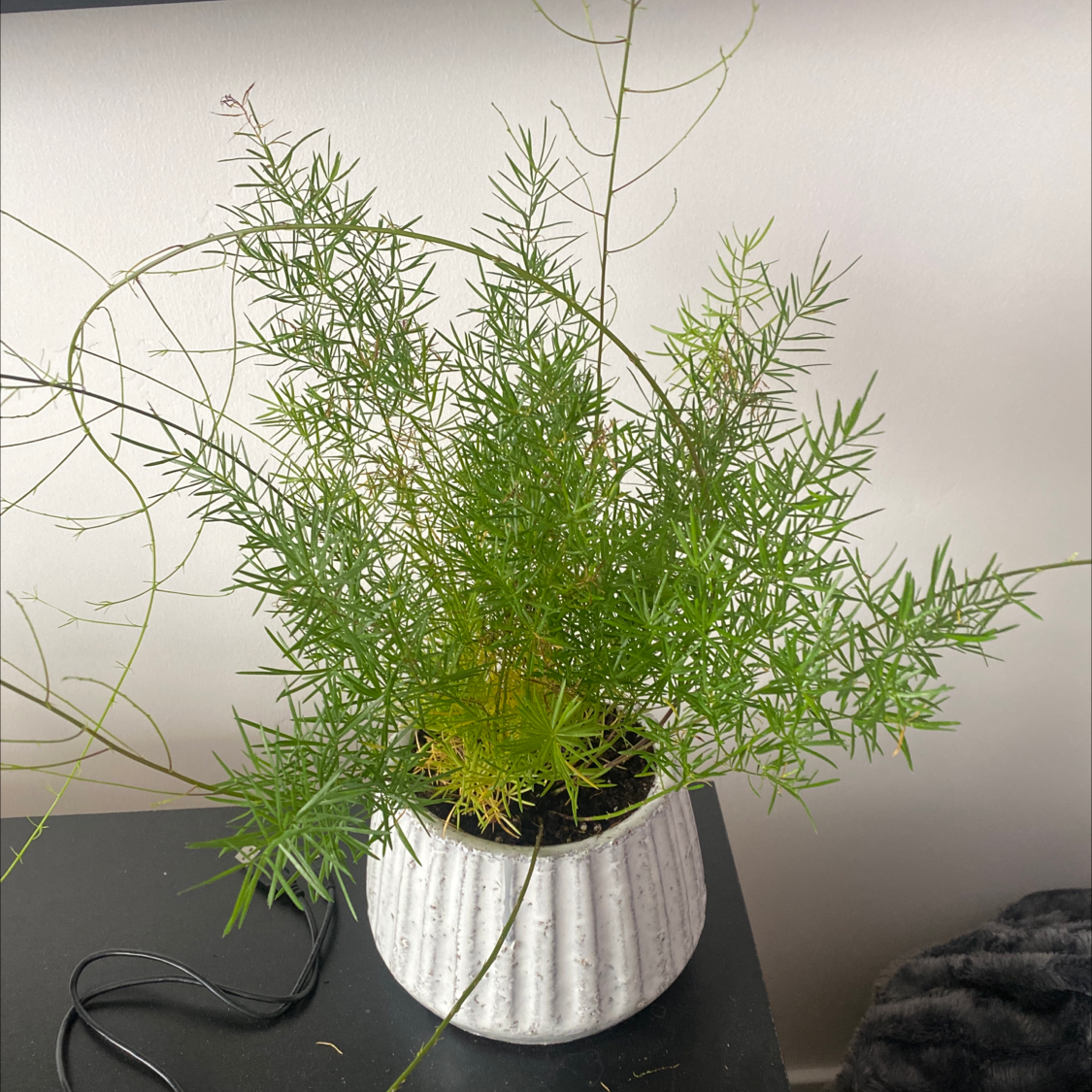 Healthy, lush asparagus fern plant with feathery green foliage growing in a white ceramic pot, well-framed photo