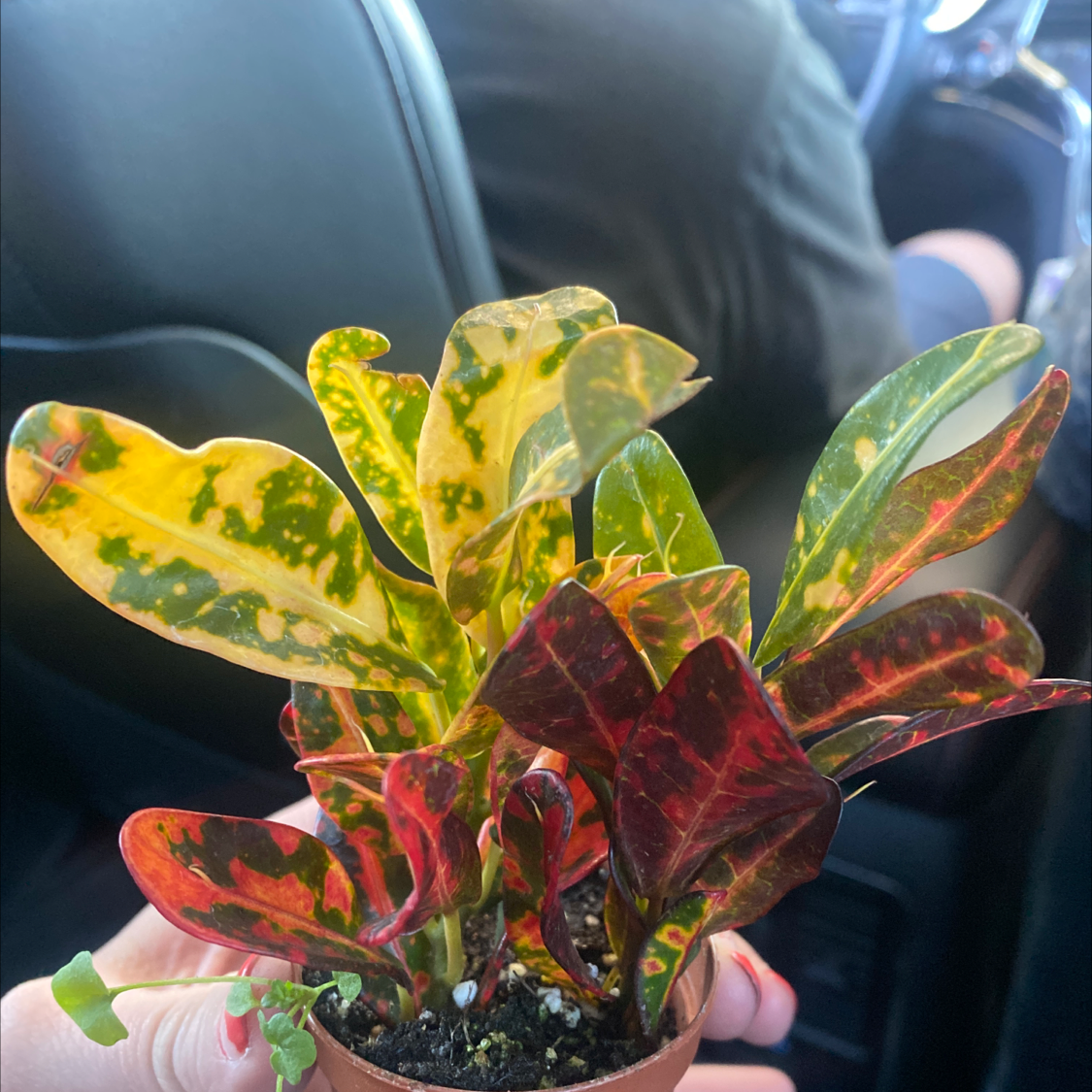 Gold Dust Croton plant with vibrant, multicolored leaves in a small pot inside a vehicle.