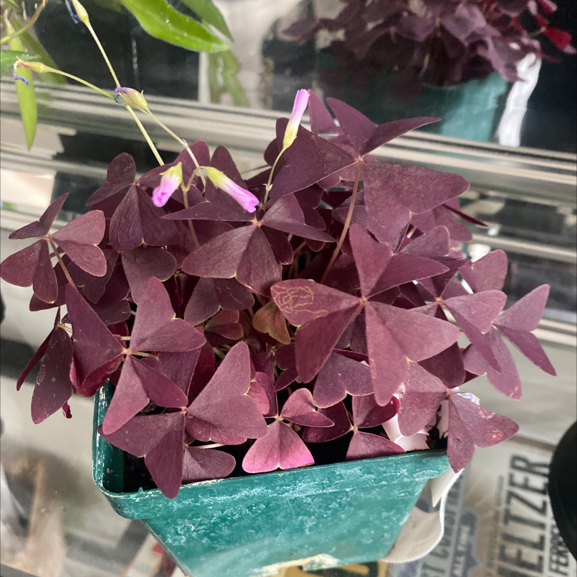 Healthy purple shamrock plant with deep burgundy triangular leaves held in hands against a turquoise planter