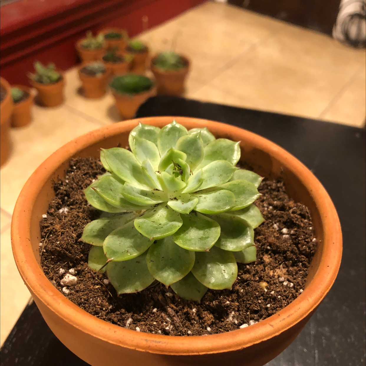 Potted Echeveria 'Lime n' Chile' succulent plant with visible soil.