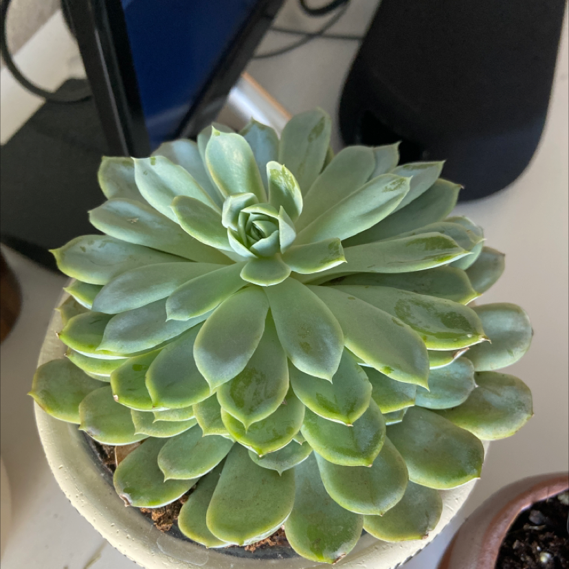 Echeveria 'Orion' succulent plant with slight yellowing at leaf tips, well-centered and in focus.