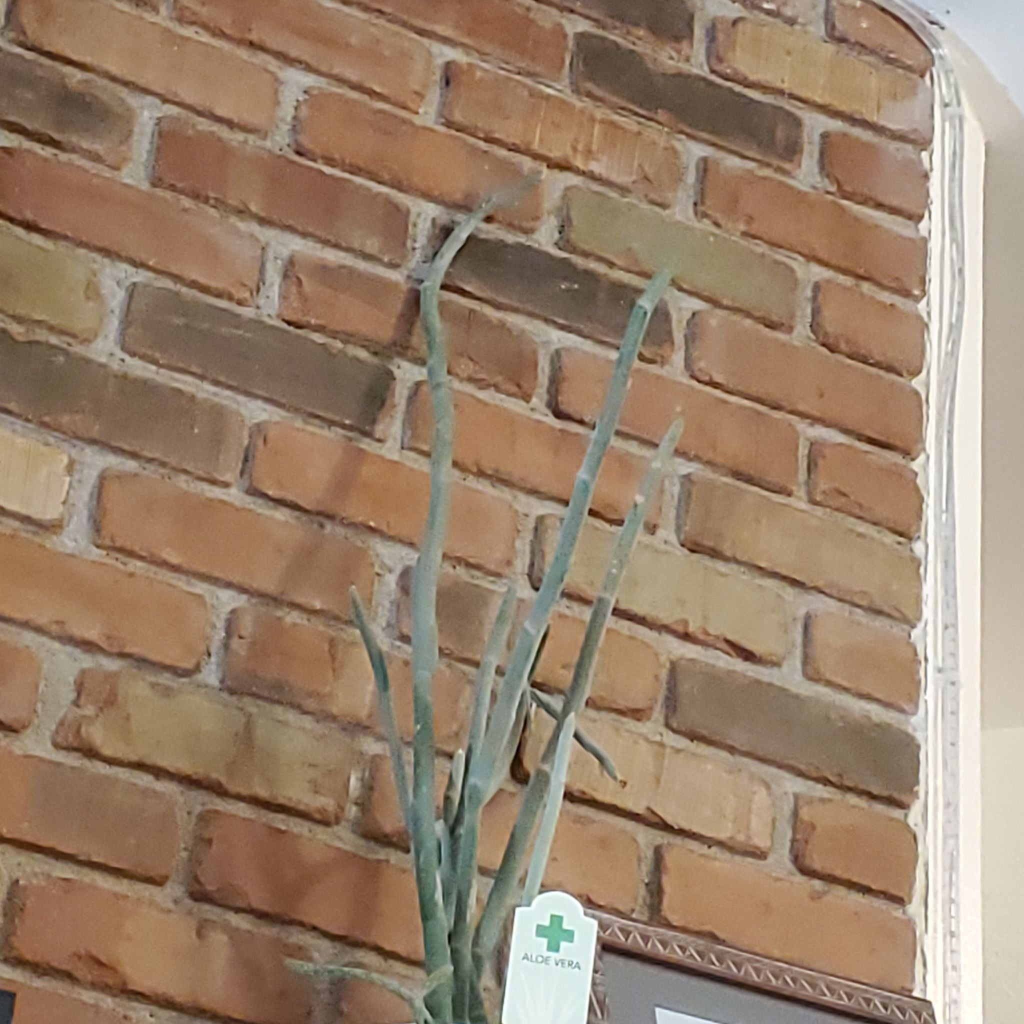 Photo of the plant species Cat Tails Euphorbia by @UndauntableTaro named Slipper on Greg, the plant care app