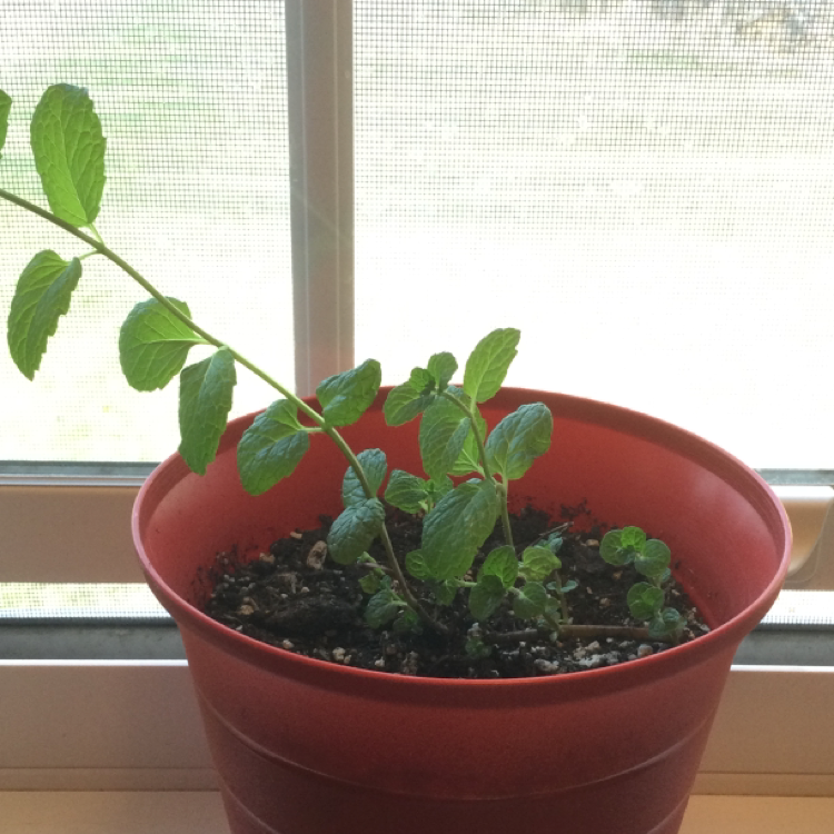 Potted Apple Mint plant on a windowsill with vibrant green leaves.