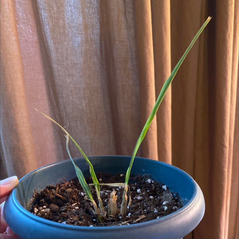 Potted Lemon Grass plant with visible soil, some leaves are green while others show signs of browning and yellowing.