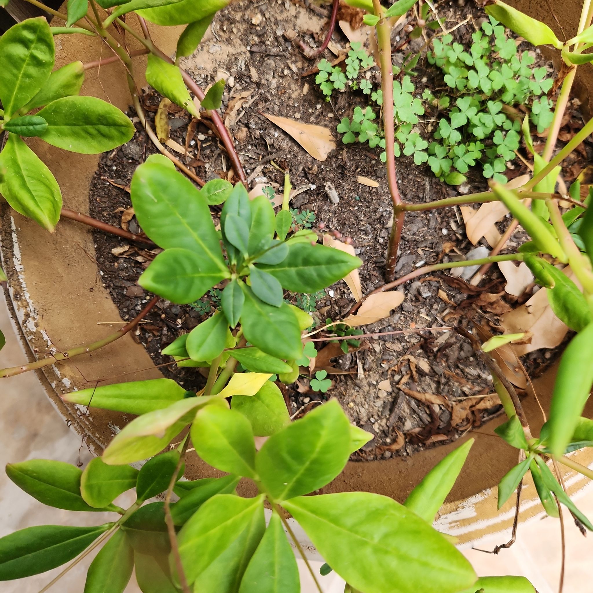 Potted Jewels of Opar plant with green leaves, visible soil, and slight leaf discoloration.