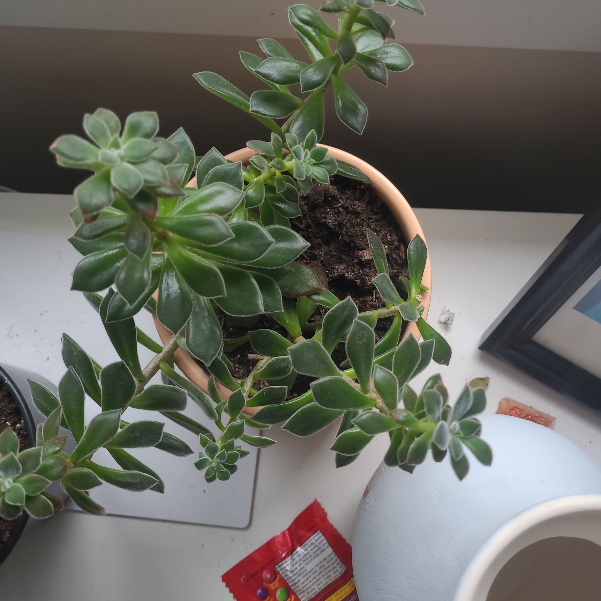 Photo of the plant species Red Echeveria by @JocoseRedcap named ChloroPhill on Greg, the plant care app