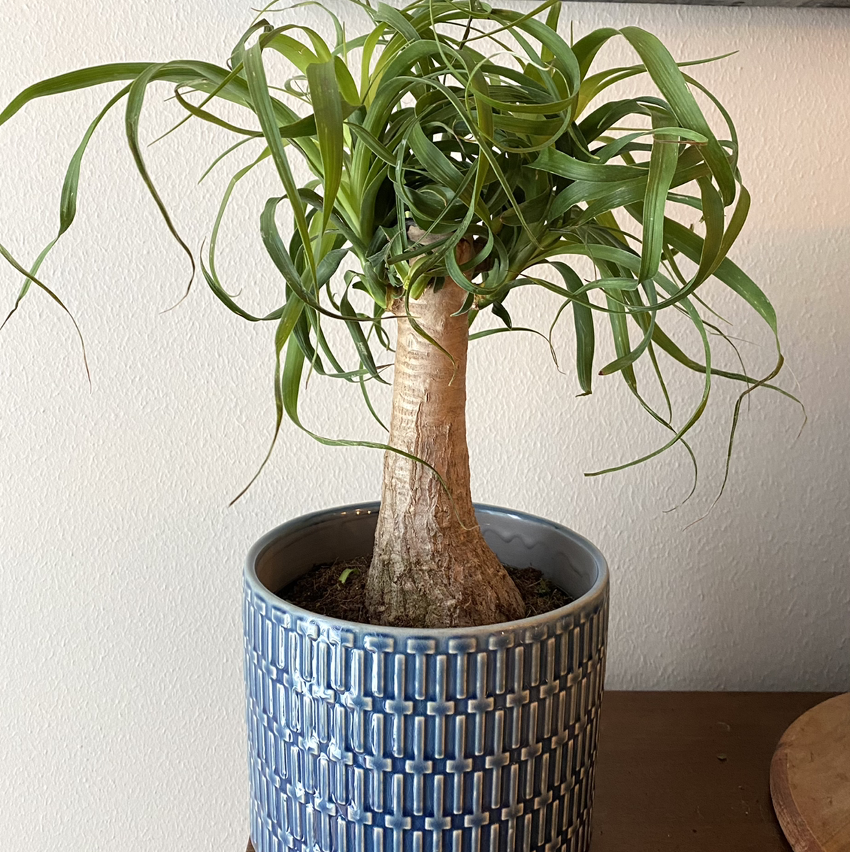Photo of the plant species Ponytail Palm by @annieroso named Curly on Greg, the plant care app
