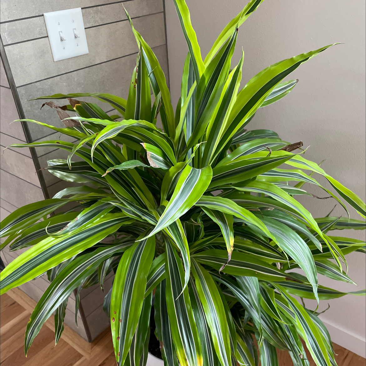 Dracaena 'Lemon Lime' plant with vibrant green and yellow striped leaves, some browning tips.