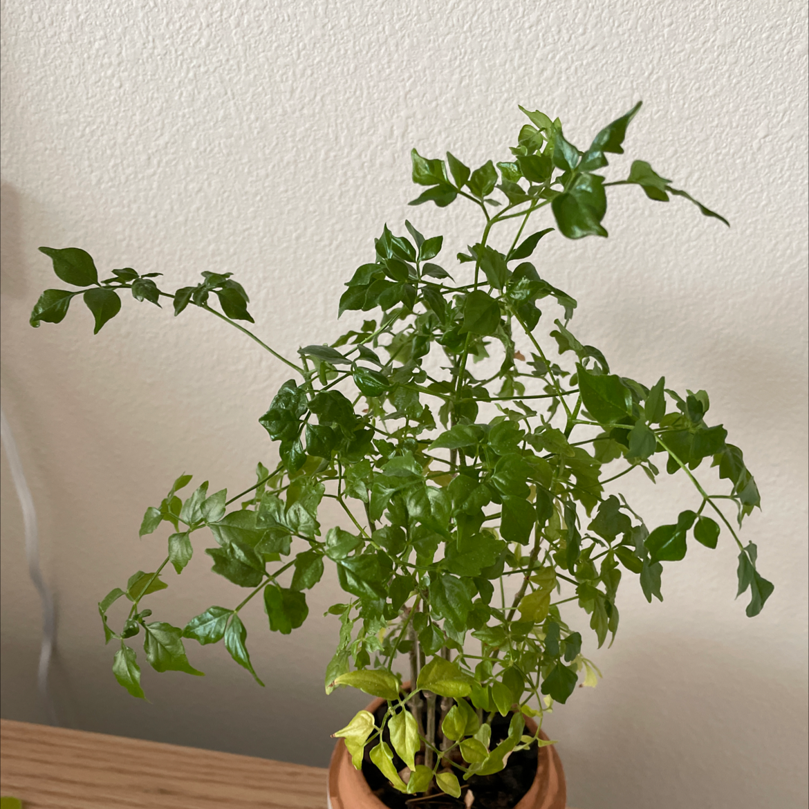 Healthy China Doll plant with lush green pinnate leaves in a black plastic pot, held by hands against a white wall.