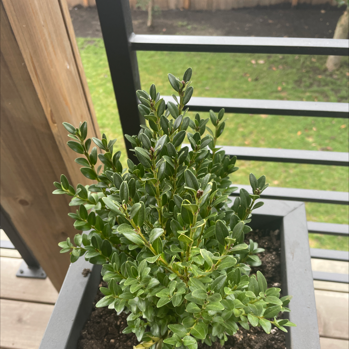 Photo of the plant species Common Boxwood by @lemattt named Bella on Greg, the plant care app