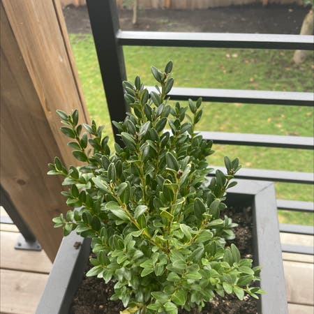 Photo of the plant species Boxwood by Lemattt named Bella on Greg, the plant care app