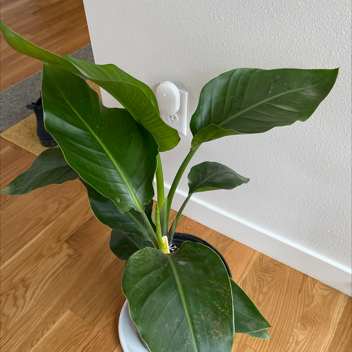 Healthy White Bird of Paradise plant with large, glossy, dark green leaves in a white ceramic pot, against a white wall on a hardwood floor.