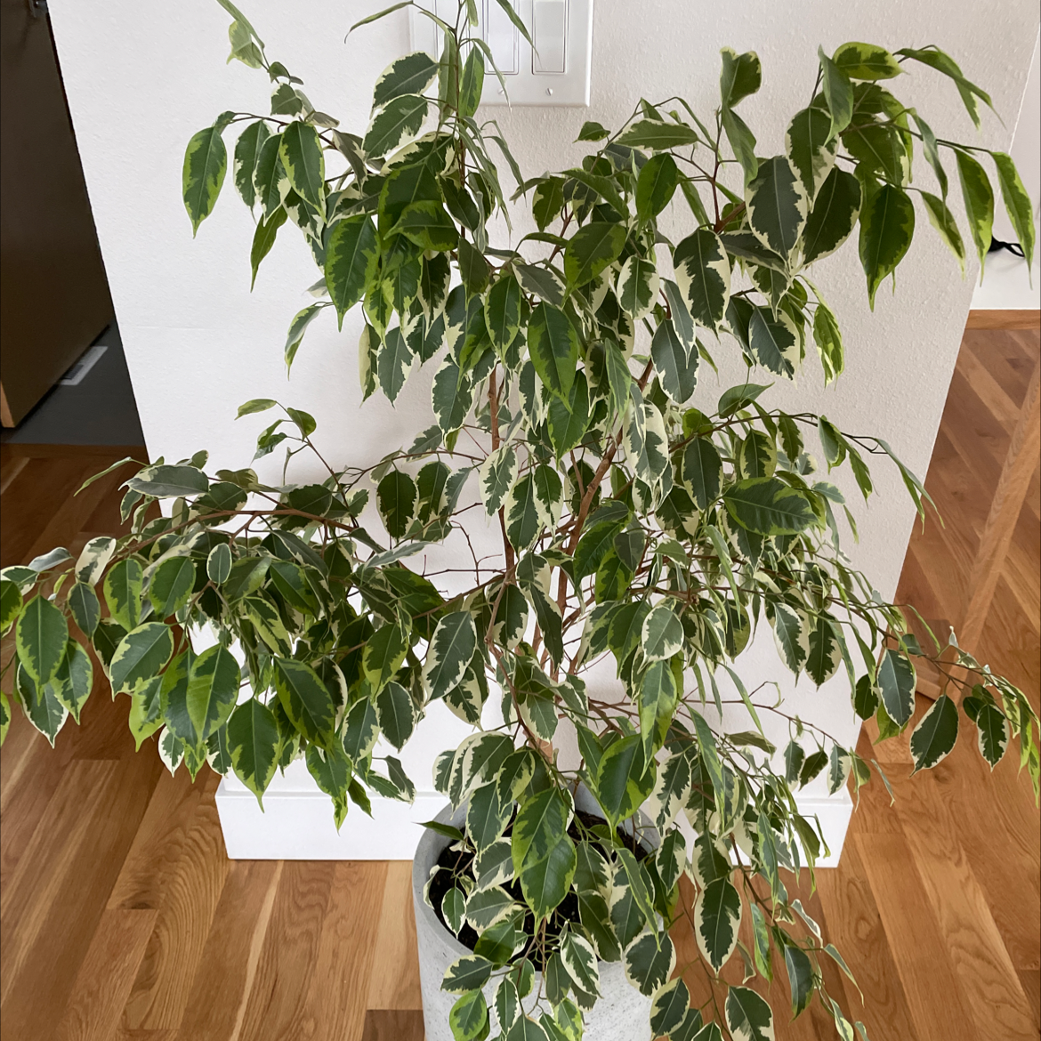 A healthy, mature weeping fig plant with glossy green leaves and downward growing branches, potted and placed on a hardwood floor indoors.