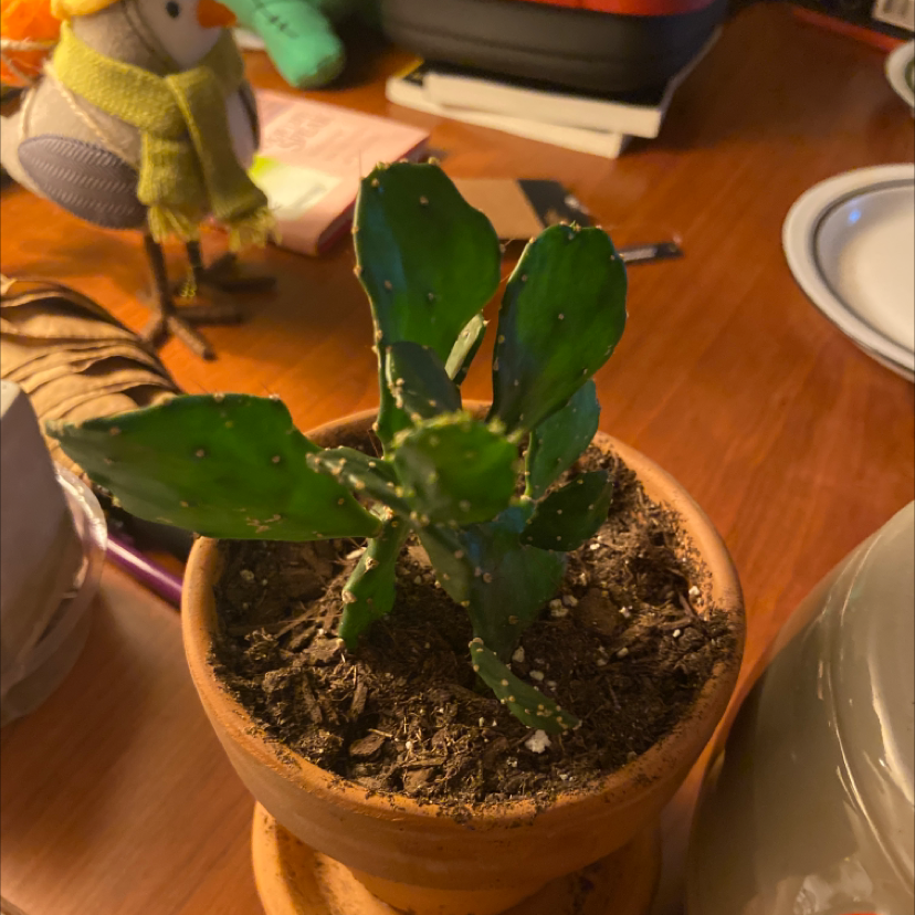 Brazilian Pricklypear plant in a terracotta pot with visible soil, well-framed and in focus.
