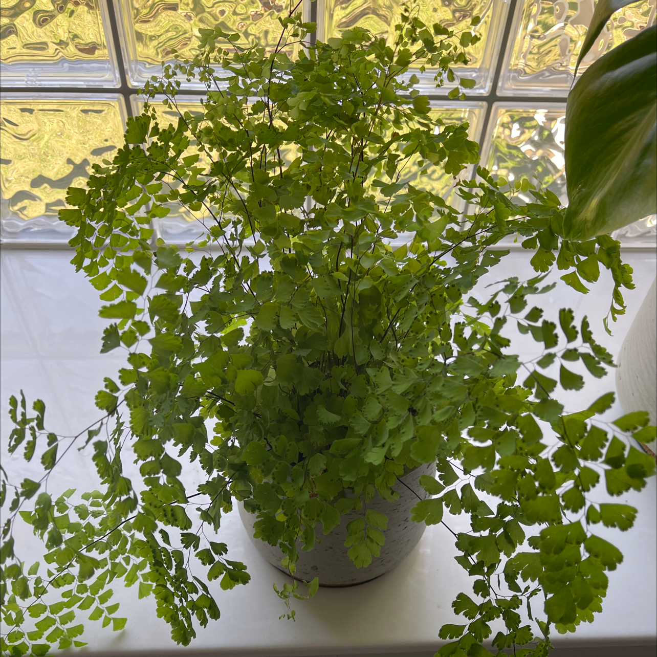 Maidenhair Fern plant photo by Abigail named Fan fern on Greg, the plant care app.