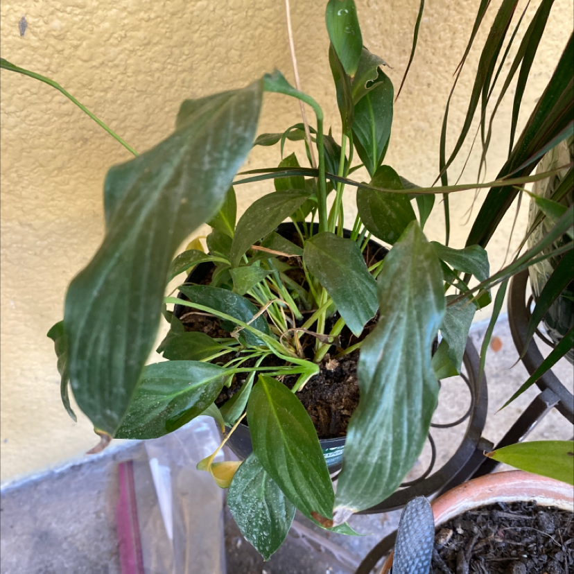 Peace Lily plant photo by @Iloveplants named Elina on Greg, the plant care app.