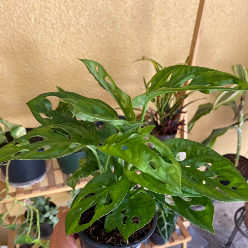 Photo of the plant species Swiss Cheese Plant by @Iloveplants named Superstar on Greg, the plant care app