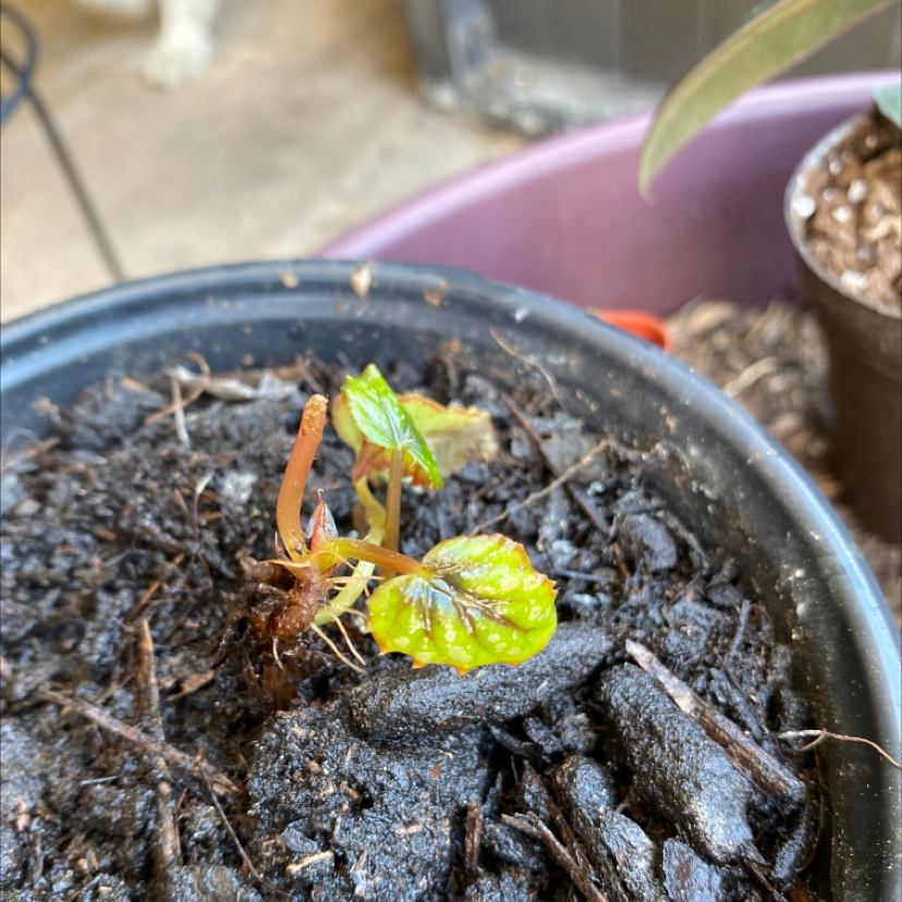 Fuzzy Begonia plant photo by @Iloveplants named Wilson on Greg, the plant care app.