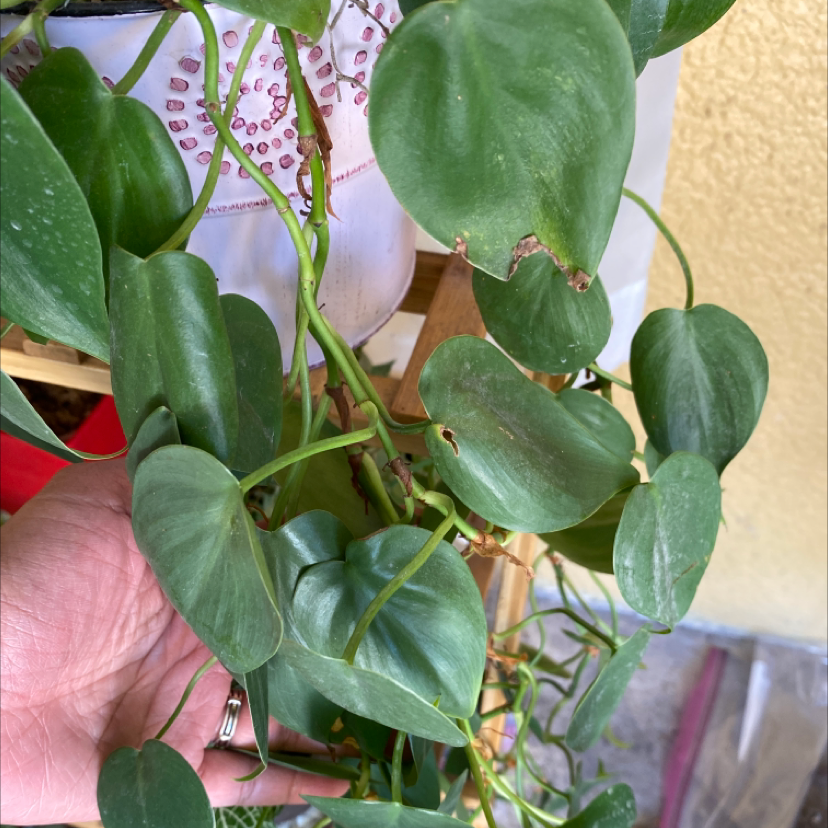 Philodendron Scandens plant photo by @Iloveplants named Khaleesee on Greg, the plant care app.