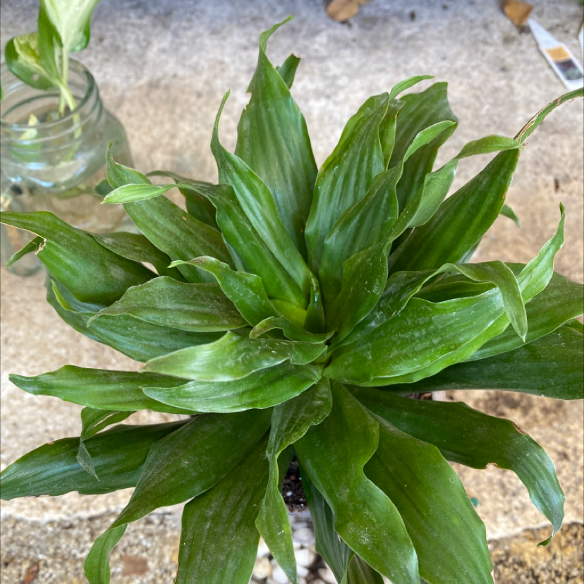 Cornstalk Dracaena plant photo by @Iloveplants named Hulk on Greg, the plant care app.